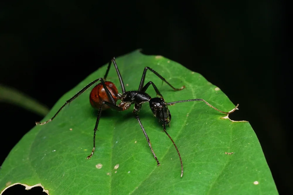 Dinomyrmex gigas